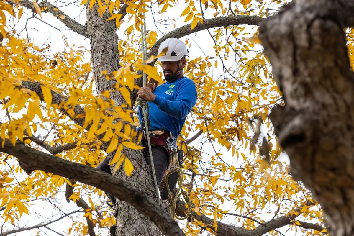 Skilled Tree Planing crew working in Winamac